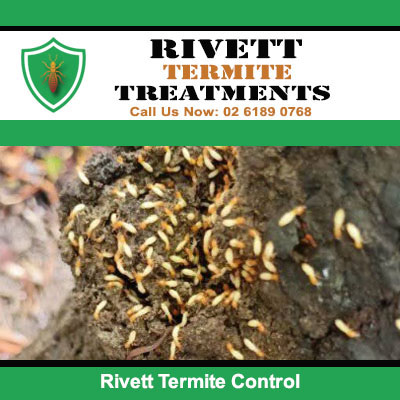 Termite control assessment showing active termite colony infestation in soil in Rivett
