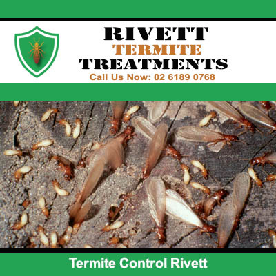 Termite control services showing severe wood damage and debris from infestation in Rivett