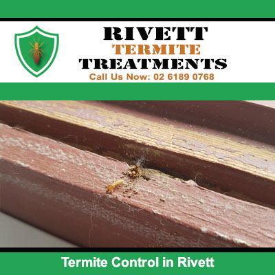 Termite control inspection revealing active termites on damaged wooden beam in Rivett