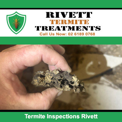 Termite inspections showing hollow interior and pest destruction in Rivett